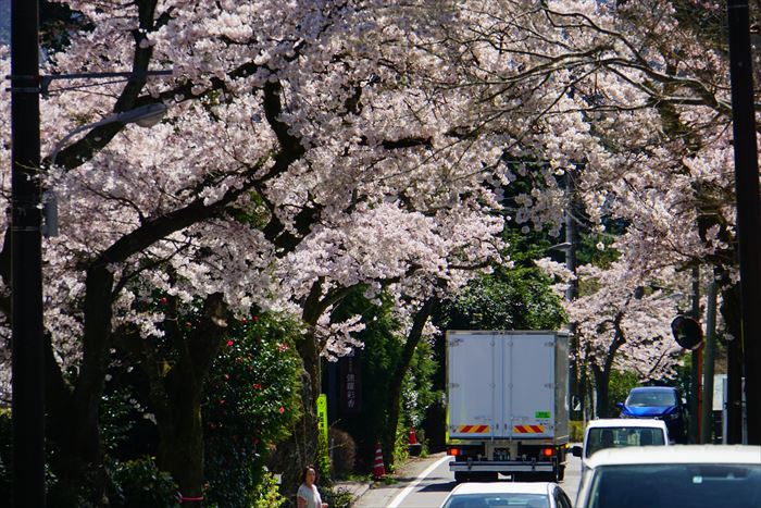 強羅の桜も満開です 19